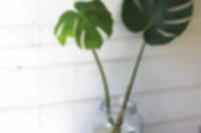 Philodendron