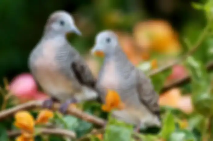 Burung perkutut