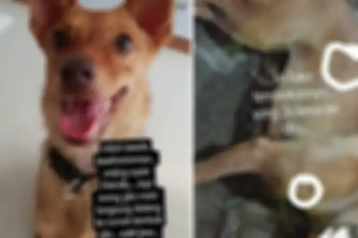 Viral aksi penembakan anjing secara brutal dengan senapan angin di Tangerang