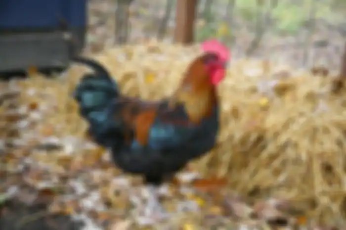 Ilustrasi ayam jantan