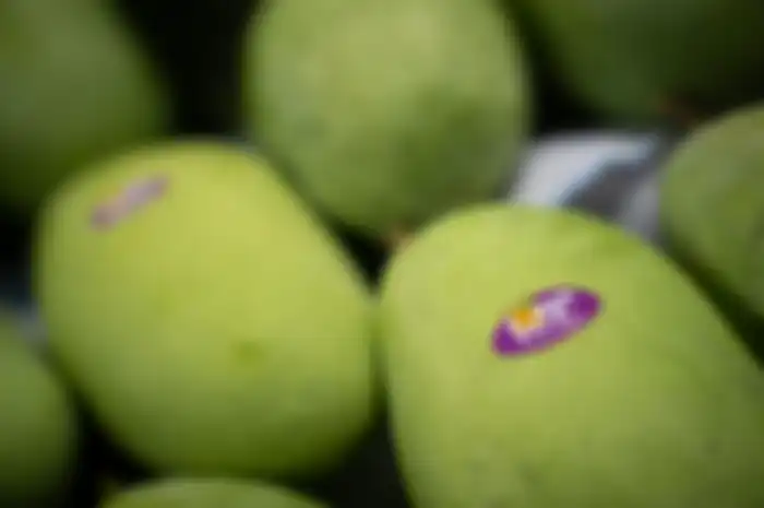 Mangga 