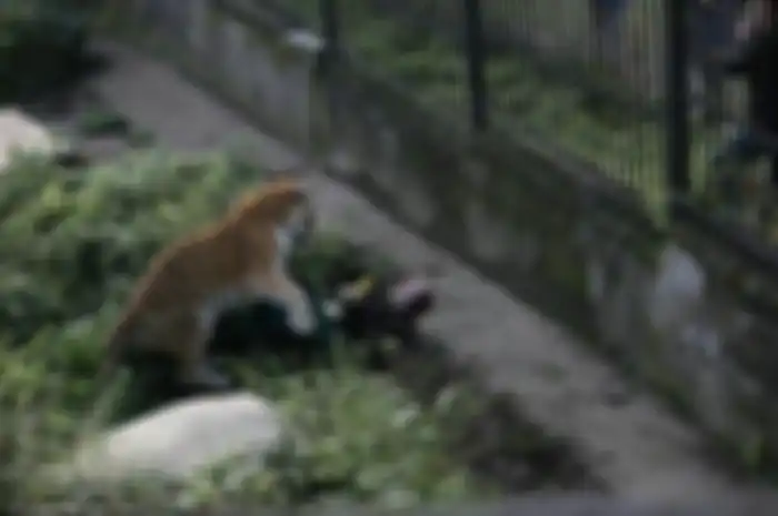 Lupa Tutup Pintu, Harimau Ini Mengamuk dan Serang Petugas yang Ingin Berikan Makan
