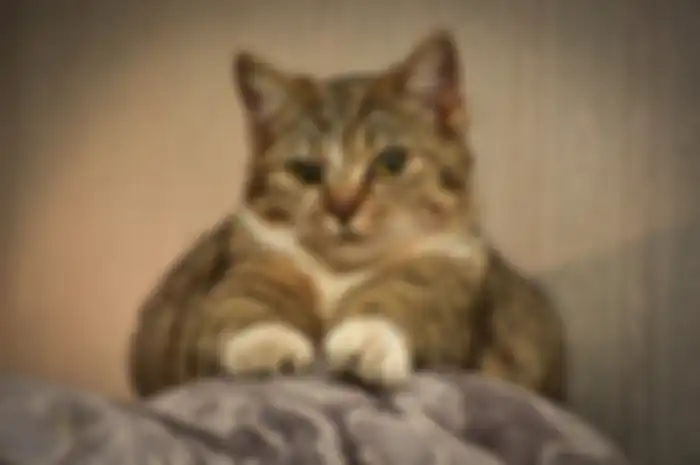 Terungkap Alasan Kucing Menggaruk hingga Merusak Sofa, Cari Solusinya!