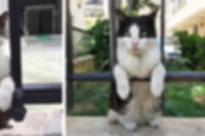 Foto kucing menggemaskan
