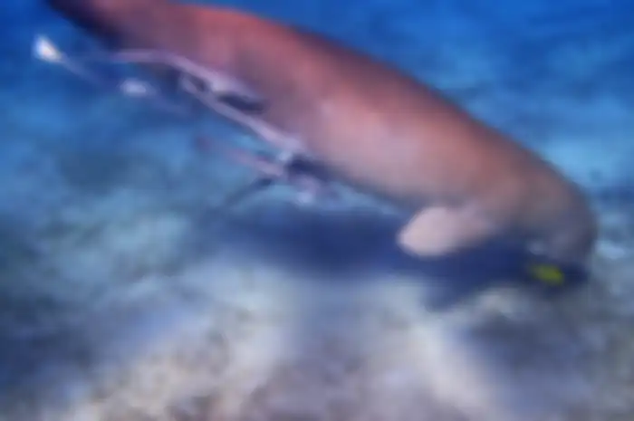 Ilustrasi Ikan Duyung atau Dugong