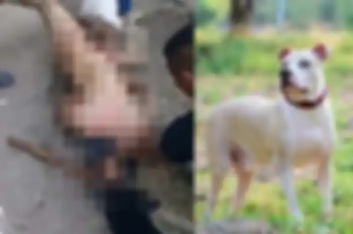 Alat vital pemuda ini digigit anjing pitbull sampai putus