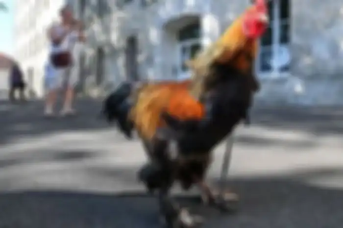 Inilah Maurice, ayam antan yang menjadi simbol ketegangan desa dan kota di wilayah Prancis.