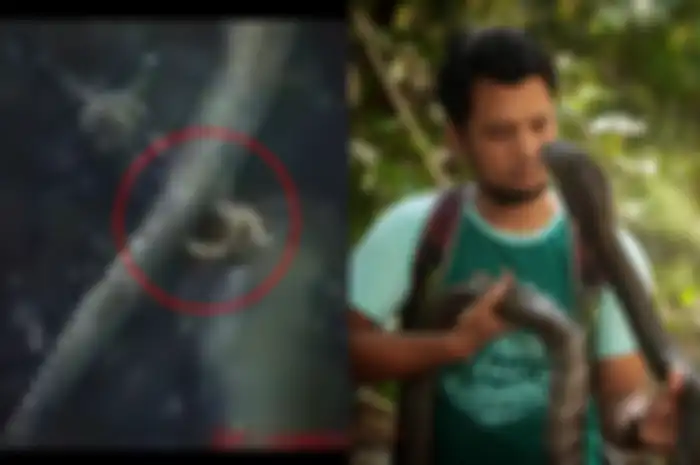 Kolase Panji Petualang dan ular berkaki yang dikira naga