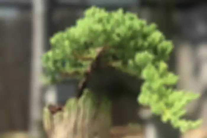 Proses membentuk bonsai bukan perkara mudah. 