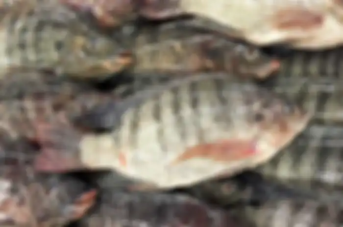 5 Alasan Ikan Mujair Tidak Baik Bagi Kesehatan, Salah Satunya Disebut Bisa Jadi Pemicu Kanker