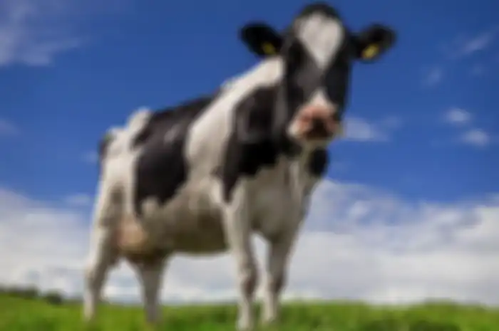 Ilustrasi sapi