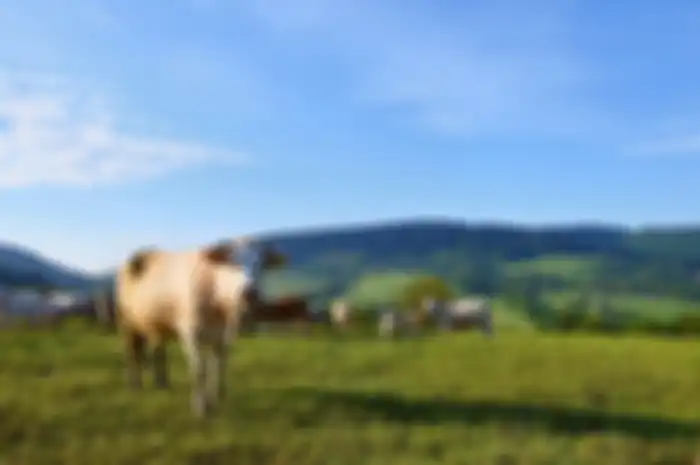 Qurban online di aplikasi bisa menjadi pilihan tepat selama PPKM