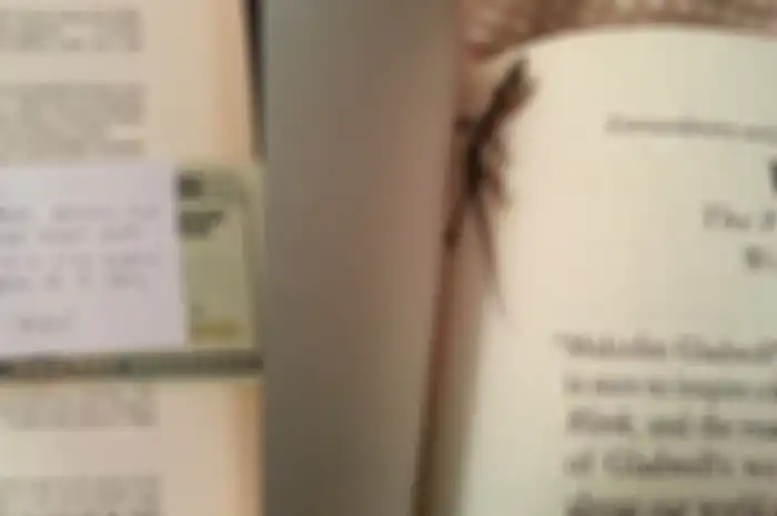 Uang Hingga Bangkai Cicak, ini dia 7 Temuan Tak Terduga dari yang Ada di Dalam Buku Bekas