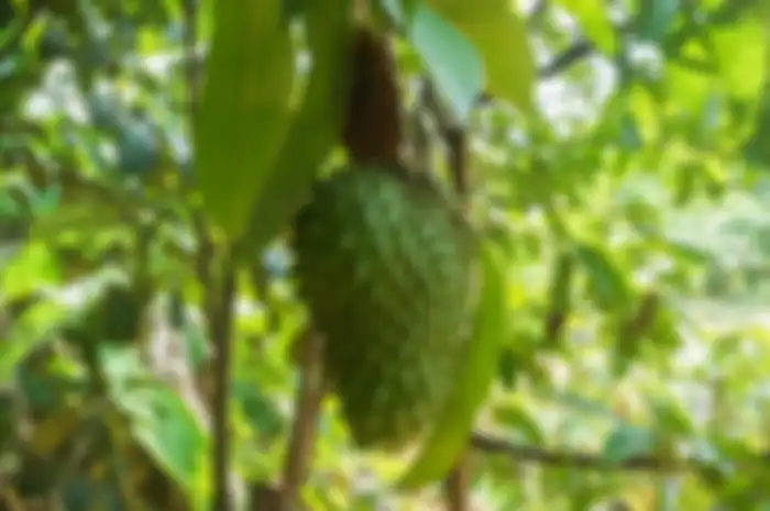 Manfaat daun sirsak untuk kesehatan.