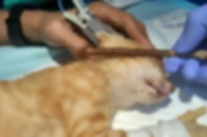 Bunga, salah satu kucing di Pontianak yang matanya ditusuk kayu