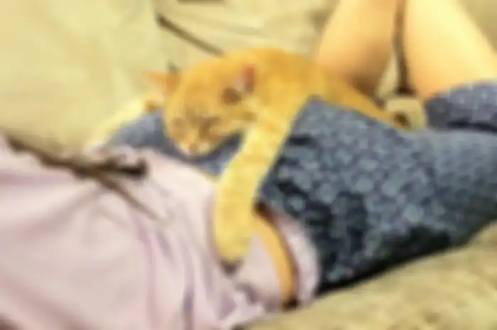 Hewan Tidur