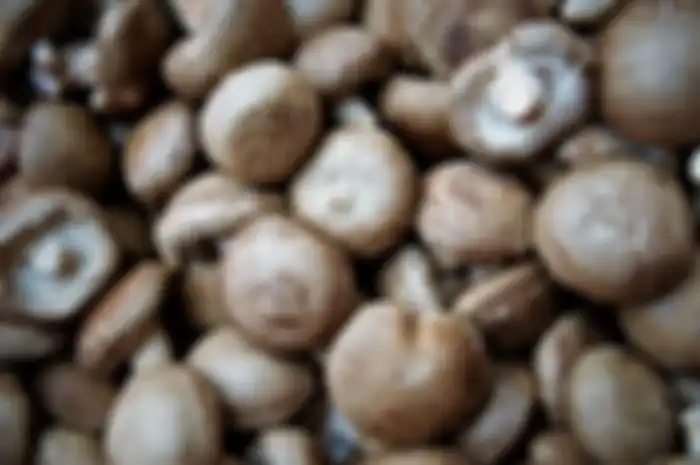 Jamur Shiitake 