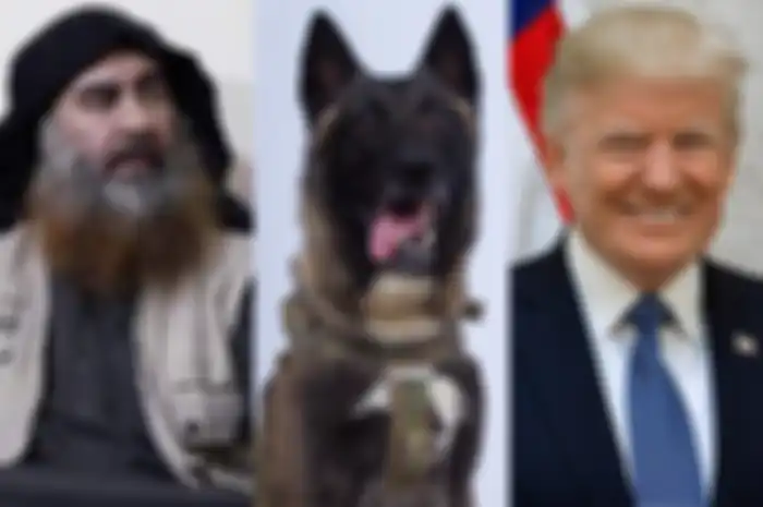 Seekor anjing dianggap sebagai pahlawan oleh Donald Trump karena berhasil membunuh pemimpin ISIS