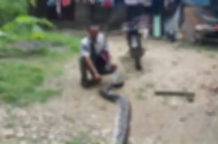 Ular piton melilit dan nyaris menelan korban warga Sukajadi Makmur, Langsa Baro.  