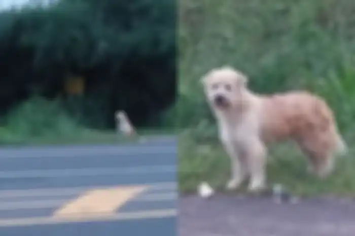 Memilukan, Seekor Anjing Menanti Pemiliknya Datang di Lokasi yang Sama saat Dia Jatuh dari Truk 4 Tahun Lalu, Akhir Kisahnya Bikin Nangis!