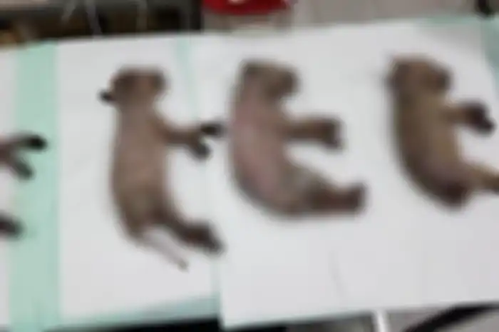 Anak anjing yang jadi korban penyiraman air panas di Jakarta Pusat