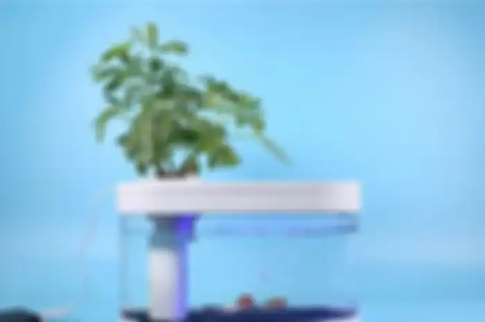 Xiaomi Fish Tank