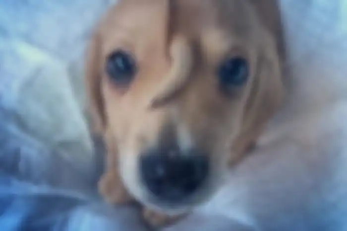 Narwhal, anak anjing yang viral karena punya ekor di jidat.