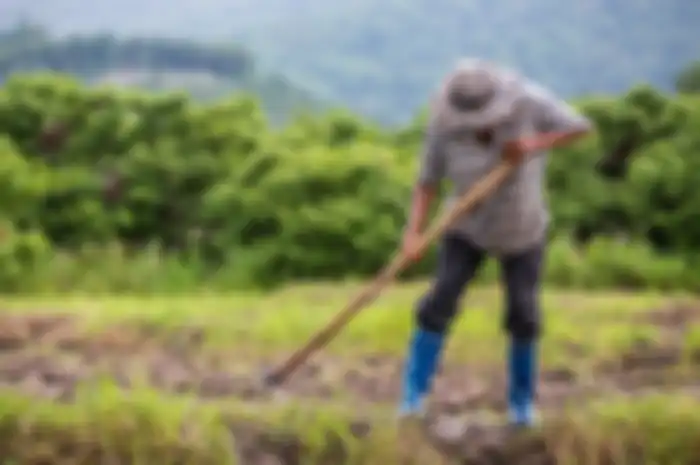 Ilustrasi petani