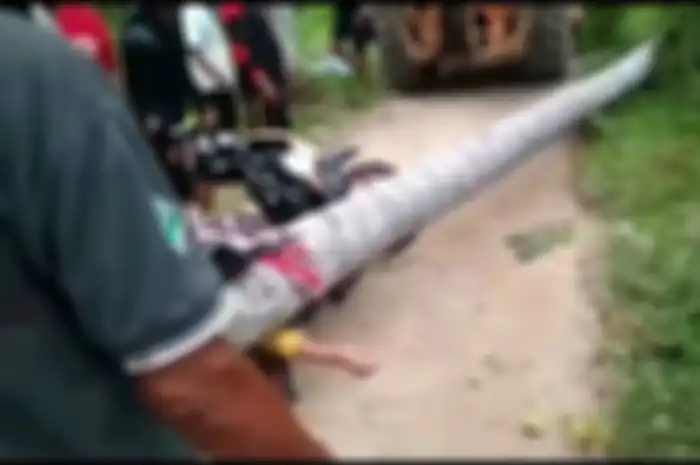 Seorang wanita tewas karena tertindih pohon kelapa yang tumbang selama 2 jam
