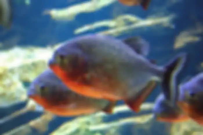 Ikan piranha