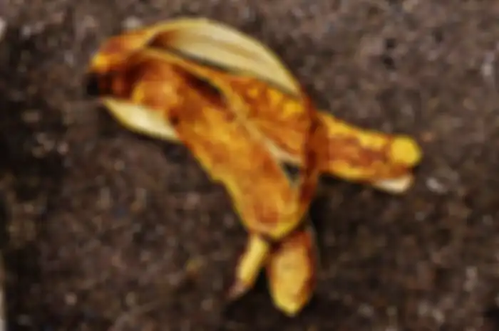 Ilustrasi kulit pisang