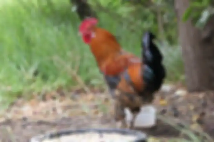 Ilustrasi ayam jago