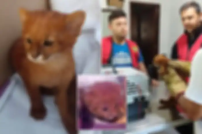 Temukan kucing lucu pria ini tak penyangka ternyata itu hewan berbeda.