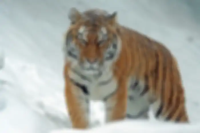 Ilustrasi harimau