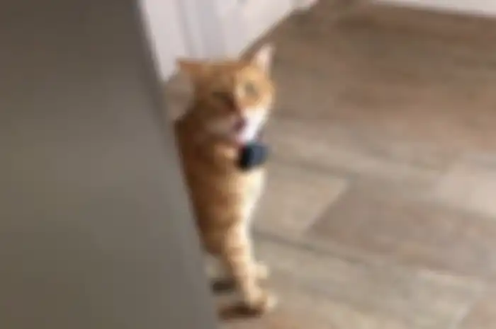 Gambino Bambino, kucing oren yang viral karena bisa say hi ke pemiliknya.