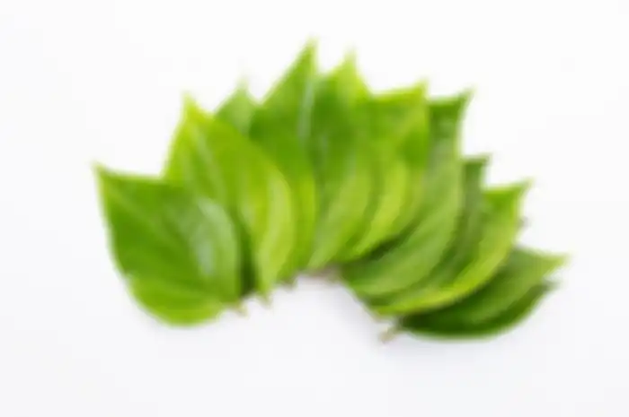 Daun sirih