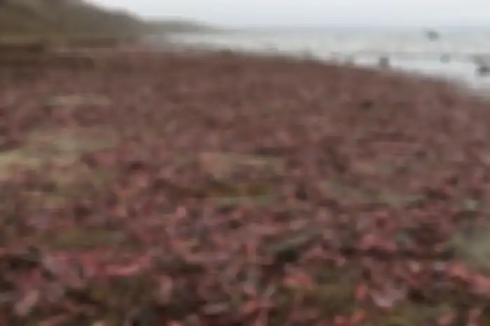 Ribuan "ikan penis" yang terdampar di Pantai Drakes, California