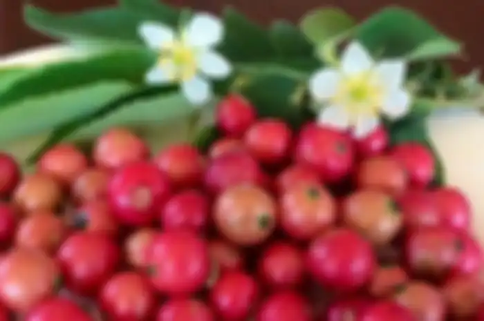 Siapa Sangka, Buah yang Banyak Ditemukan di Indonesia ini Harga Jualnya Capai Setengah Juta Perkilo, Ternyata Punya Manfaat Luar Biasa Untuk Kesehatan