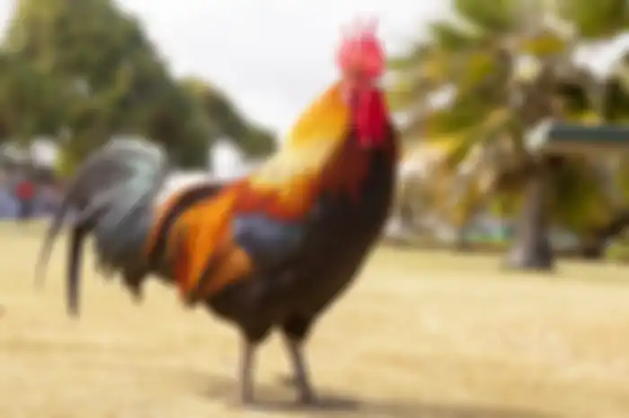 ayam jago hewan pembawa hoki