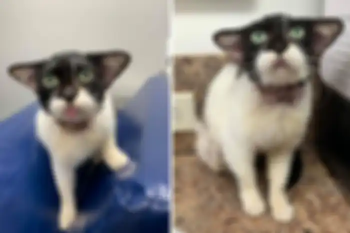 Kucing yang viral karena punya wajah mirip Baby Yoda.