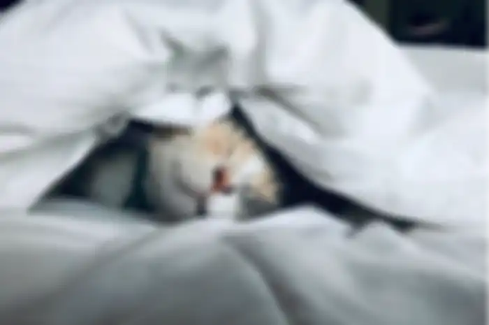 Kucing