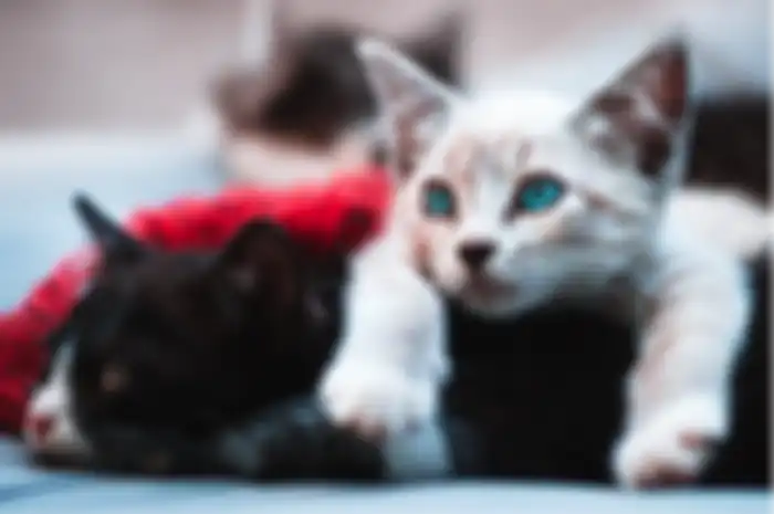 Kucing