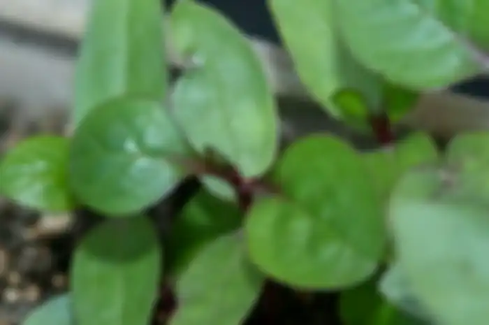 Manfaat daun binahong. 