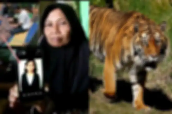 Seorang wanita tewas diterkam harimau