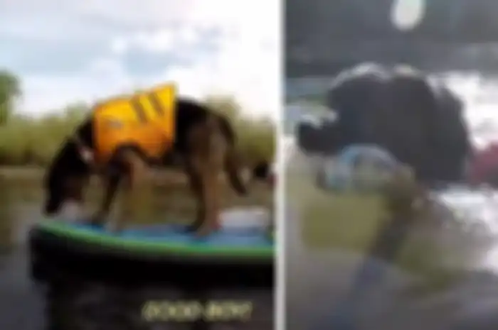 Chipper, anjing yang rajin memunguti sampah botol plastik di Taman Nasional Arizona.