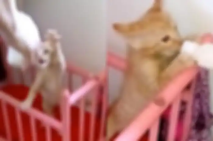 Diperlakukan seperti Bayi Manusia oleh Pemiliknya, Anak Kucing Ini Pegang Botol Minumnya Sendiri Saat Minum Susu
