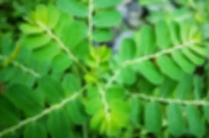 Daun kelor