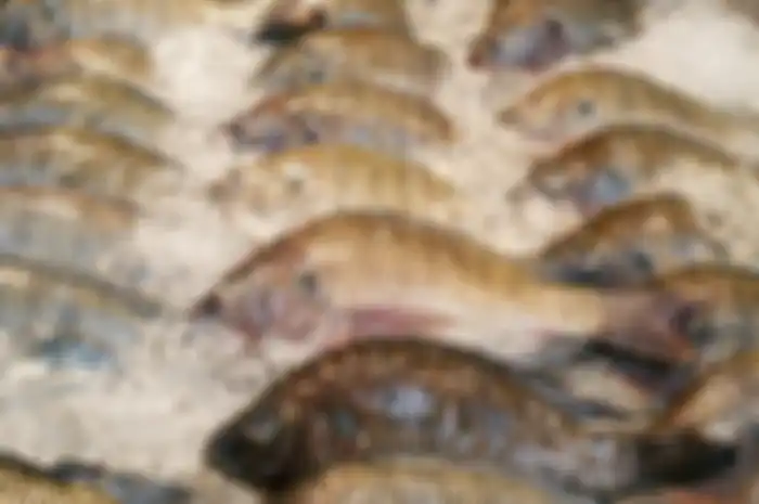 Waspadai ikan mujair yang mengandung zat kimia  dan memicu kanker.