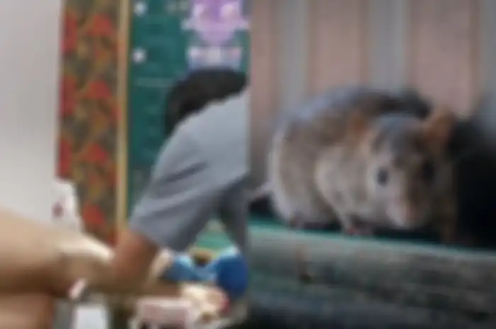 Jari wanita ini berdarah setelah digigit tikus. 