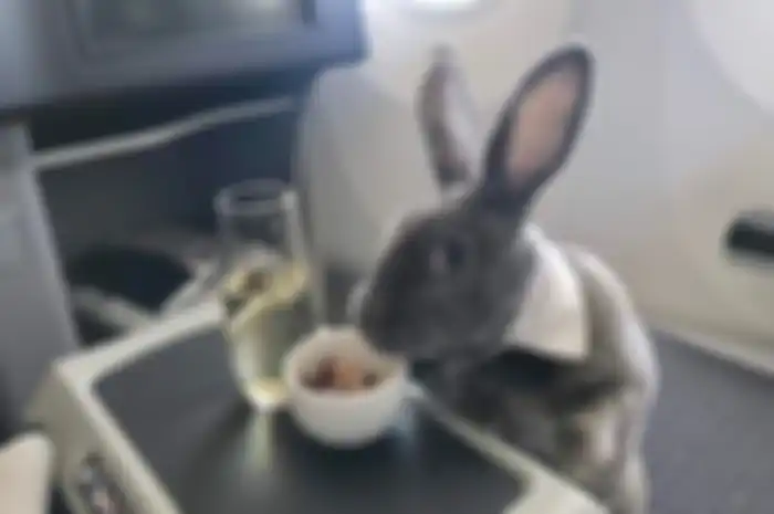 Coco, kelinci yang viral karena ikut penerbangan kelas bisnis